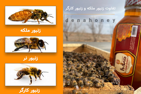 تفاوت زنبور عسل ملکه و کارگر