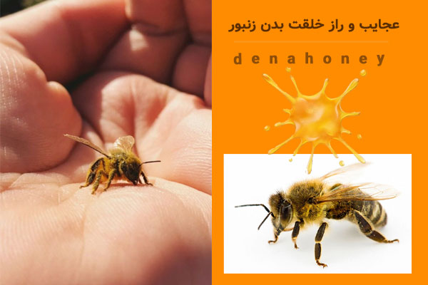عجایب خلقت زنبور عسل