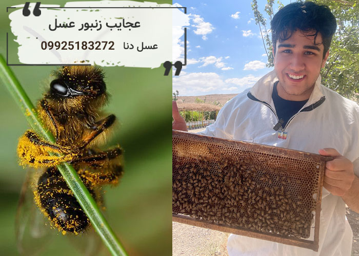عجایب زنبور عسل