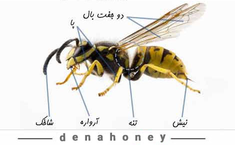 مشخصات ظاهری زنبور عسل